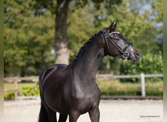 Trakehner, Mare, 2 years, 16,1 hh, Bay-Dark
