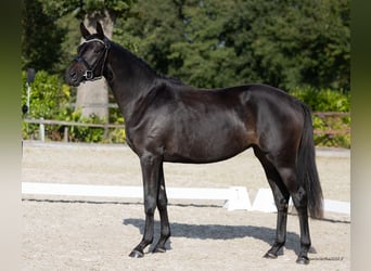 Trakehner, Mare, 2 years, 16,1 hh, Bay-Dark