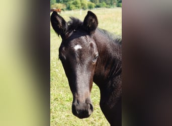 Trakehner, Mare, 2 years, 16,1 hh, Black