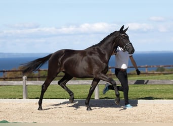Trakehner, Mare, 2 years, 16,1 hh, Smoky-Black