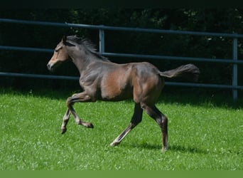 Trakehner, Mare, 2 years, Bay-Dark