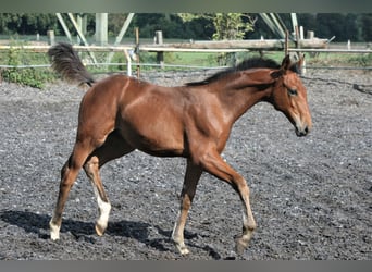 Trakehner, Mare, 2 years, Brown