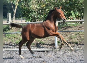 Trakehner, Mare, 2 years, Brown