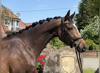 Trakehner, Mare, 3 years, 15.1 hh, Brown
