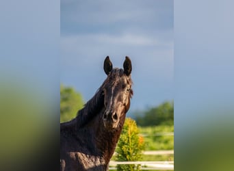 Trakehner, Mare, 3 years, 15.2 hh, Black