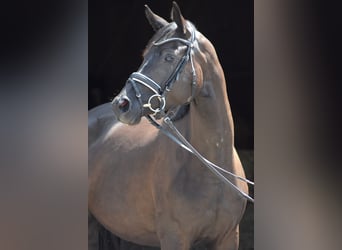 Trakehner, Mare, 3 years, 15.2 hh, Black