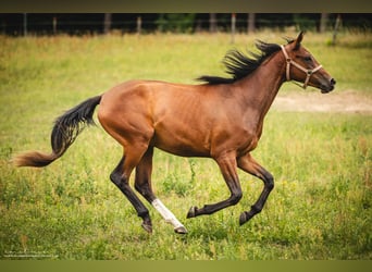 Trakehner, Mare, 3 years, 15,2 hh, Brown