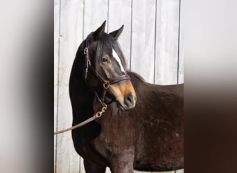 Trakehner, Mare, 3 years, 15.2 hh, Brown