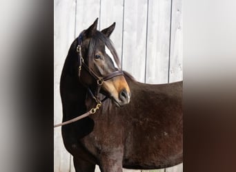 Trakehner, Mare, 3 years, 15.2 hh, Brown