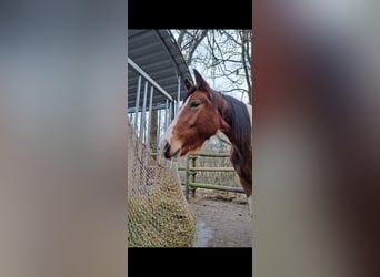 Trakehner Mix, Mare, 3 years, 15.2 hh, Pinto