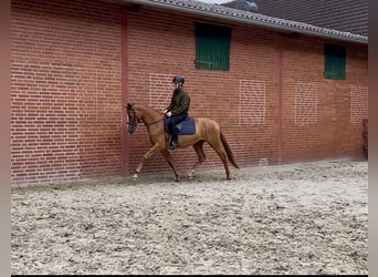 Trakehner, Mare, 3 years, 15.3 hh, Chestnut-Red