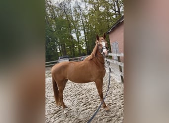 Trakehner, Mare, 3 years, 15.3 hh, Chestnut-Red