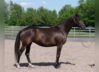 Trakehner, Mare, 3 years, 15,3 hh, Black