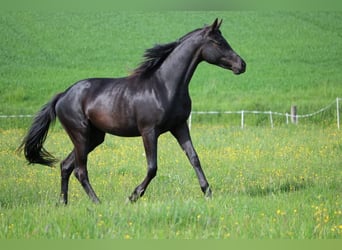 Trakehner, Mare, 3 years, 16.1 hh, Black