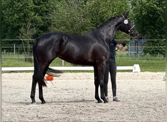 Trakehner, Mare, 3 years, 16.1 hh, Black