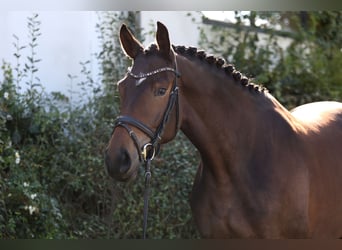 Trakehner, Mare, 3 years, 16.1 hh, Brown