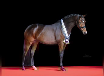 Trakehner, Mare, 3 years, 16.1 hh, Brown