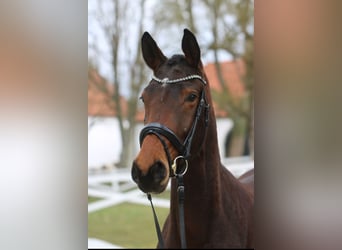 Trakehner, Mare, 3 years, 16.1 hh, Brown