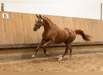 Trakehner, Mare, 3 years, 16.1 hh, Chestnut-Red