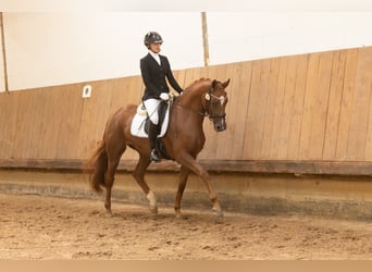 Trakehner, Mare, 3 years, 16.1 hh, Chestnut-Red
