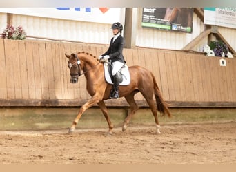 Trakehner, Mare, 3 years, 16.1 hh, Chestnut-Red