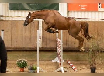 Trakehner, Mare, 3 years, 16.1 hh, Chestnut-Red