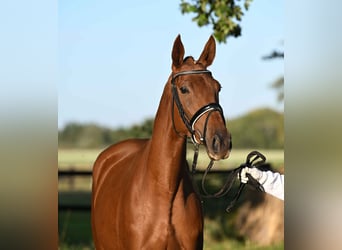 Trakehner, Mare, 3 years, 16,1 hh, Chestnut-Red