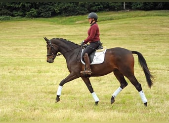 Trakehner, Mare, 3 years, 16.2 hh, Bay-Dark