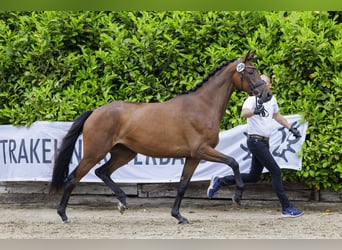 Trakehner, Mare, 3 years, 16,2 hh, Brown