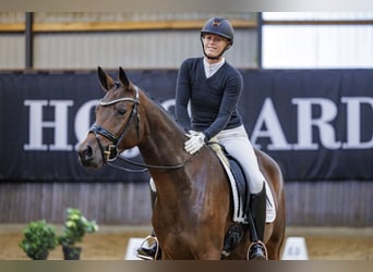 Trakehner, Mare, 3 years, 16,2 hh, Brown