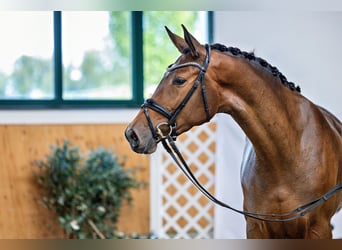 Trakehner, Mare, 3 years, 16,2 hh, Brown