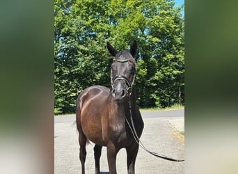 Trakehner, Mare, 3 years, 16 hh, Black
