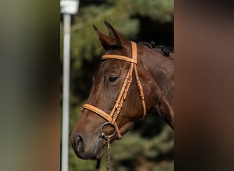 Trakehner, Mare, 3 years, 16 hh, Brown