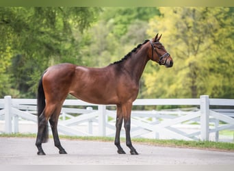 Trakehner, Mare, 3 years, 16 hh, Brown