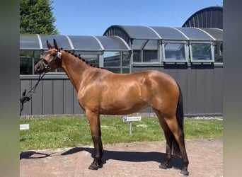 Trakehner, Mare, 3 years, 16 hh, Brown