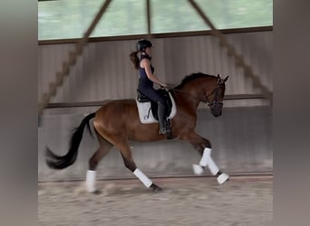 Trakehner, Mare, 3 years, 16 hh, Brown