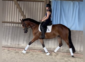 Trakehner, Mare, 3 years, 16 hh, Brown