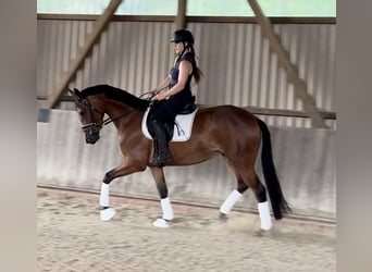 Trakehner, Mare, 3 years, 16 hh, Brown