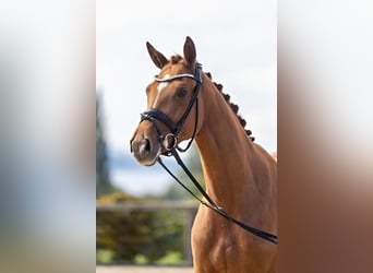 Trakehner, Mare, 3 years, 16 hh, Chestnut-Red