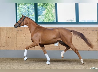 Trakehner, Mare, 3 years, 16 hh, Chestnut-Red