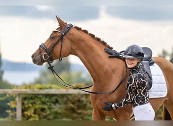 Trakehner, Mare, 3 years, 16 hh, Chestnut-Red