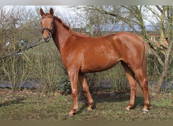 Trakehner, Mare, 3 years, 16 hh, Chestnut-Red
