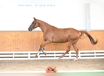 Trakehner, Mare, 3 years, 16 hh, Chestnut-Red