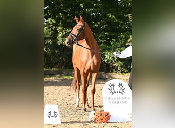 Trakehner, Mare, 3 years, 16 hh, Chestnut-Red