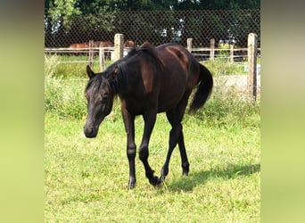 Trakehner, Mare, 3 years, 16,1 hh, Black