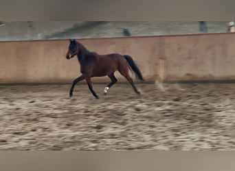 Trakehner, Mare, 3 years, 16,1 hh, Brown