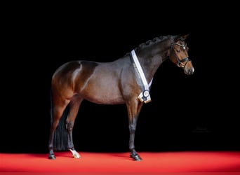 Trakehner, Mare, 3 years, 16,1 hh, Brown