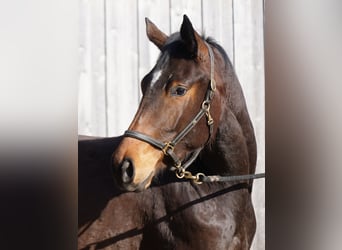 Trakehner, Mare, 3 years, 16,1 hh, Brown