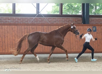 Trakehner, Mare, 3 years, 16,1 hh, Chestnut-Red