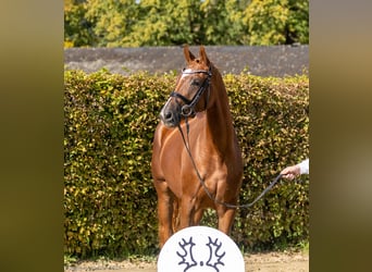 Trakehner, Mare, 3 years, 16,1 hh, Chestnut-Red